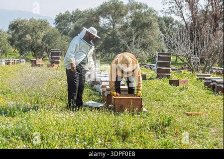 NAZILLI, TURQUIE - 26 FÉVRIER 2022 : deux apiculteurs professionnels en combinaisons de protection inspectant des cadres en nid d'abeilles dans un rucher pendant la récolte Banque D'Images