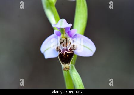 Plan macro d'une orchidée d'abeille (Ophrys apifera) en fleurs à Çamlıbel, Chypre. Banque D'Images