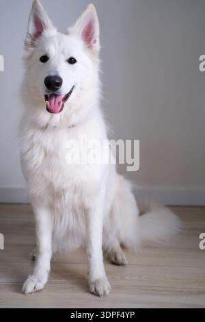 Vue serrée de la tête et des épaules d'un chien berger suisse blanc assis sur un parquet clair contre un mur blanc Banque D'Images