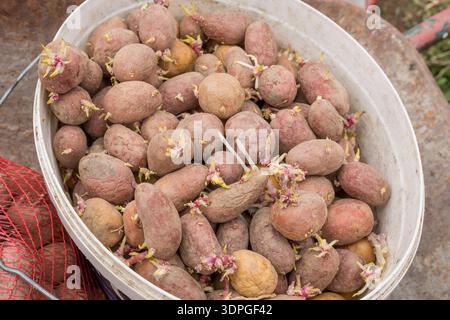 Pommes de terre de semence rouge germées dans un seau blanc prêt pour la plantation de printemps Banque D'Images