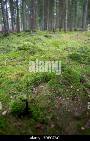 Vue grand angle d'un tapis de mousse vert luxuriant couvrant le sol dans une forêt brumeuse de conifères. Banque D'Images