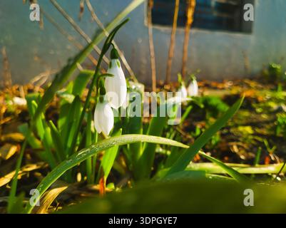 Une macro sereine et réparatrice de gouttes de neige blanches (Galanthus) fleurissant à Budapest. Rosée pétillante sur les feuilles vertes et lumière douce du soleil du matin Banque D'Images