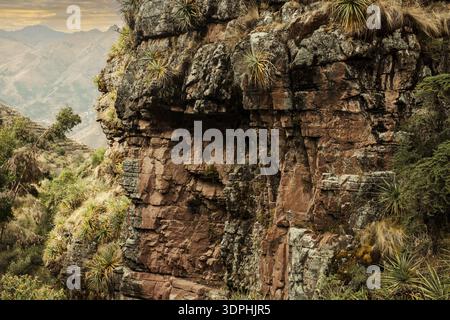 Roches recouvertes de broméliades, à Huchuy Qosco, vallée d'Urubamba, Cusco, Pérou Banque D'Images