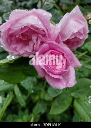 Rose après la pluie. Les boutons roses dans les gouttes. Banque D'Images