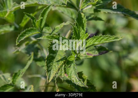 Mentha aquatica communément connue sous le nom de menthe d'eau affiche ses feuilles vertes aromatiques fleurissant dans une zone humide bénéficiant d'un grand ensoleillement pendant l'été. Banque D'Images