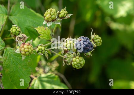 Un groupe de mûres Rubus pousse dans un jardin vibrant affichant à la fois des baies vertes non mûres et des fruits noirs mûrs sous un éclairage lumineux d'été. Banque D'Images