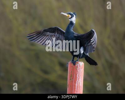 Grand cormoran adulte (Phalacrocorax carbo) de forme continentale, ailes séchantes et perchées sur poteau, Earith, Cambridgeshire, Angleterre Banque D'Images