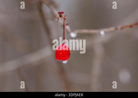 branches avec des baies d'aubépine rouge dans la neige. fond d'hiver. Banque D'Images
