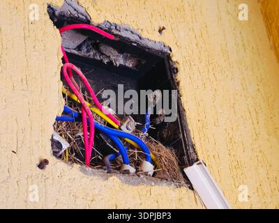 Sinaï Sud, Égypte, 17 janvier 2026 : câblage électrique exposé et potentiellement dangereux dans une ouverture murale endommagée, avec un nid d'oiseau autour des câbles Banque D'Images