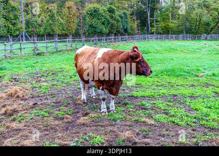 Vache à fourrure brun foncé avec des taches et des pattes blanches, terrain vert herbeux à la ferme, poteaux de clôture en bois et arbres avec des feuilles vert jaunâtre dans le backgroun Banque D'Images