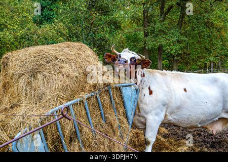 Mangeoire de foin avec vache mangeant dans l'enclos de ferme bovine, fourrure blanche avec des taches brunes, le sol est vert et herbeux, arbres ​​leafy en arrière-plan, autum nuageux Banque D'Images