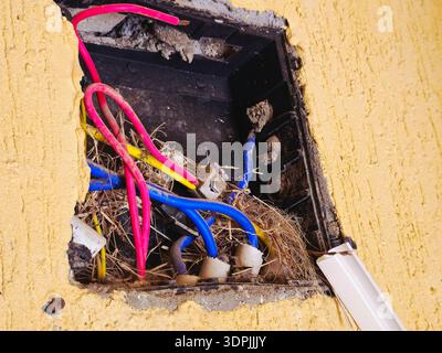 Sinaï Sud, Égypte, 17 janvier 2026 : câblage électrique exposé et potentiellement dangereux dans une ouverture murale endommagée, avec un nid d'oiseau autour des câbles Banque D'Images