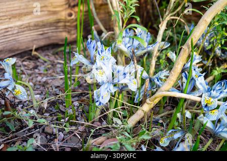 Un amas de délicates fleurs d'iris bleu et jaune fleurissent dans un lit de jardin, entouré de feuillage vert et de bois altéré. Banque D'Images