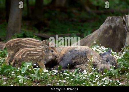 Porcelets allaités d’une truie sauvage couchée (sus scrofa) au milieu de marguerites Banque D'Images