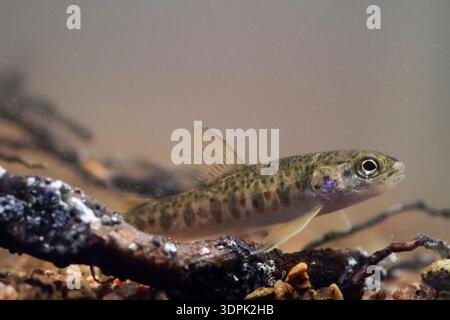 Saumon Salmo salar, vue rapprochée de parr reposant contre une branche submergée, rivière Dee, Écosse, Royaume-Uni, août Banque D'Images