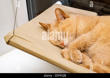 Un chat gingembre dort avec ses pattes cachées sous lui. Banque D'Images