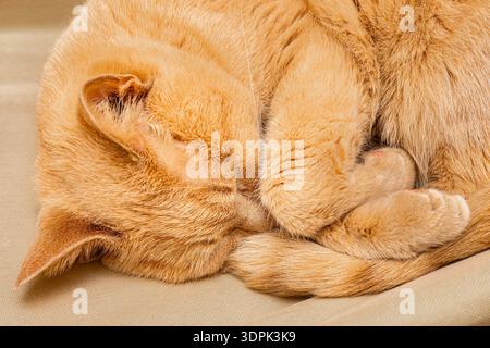 Un chat gingembre dort avec ses pattes cachées sous lui. Banque D'Images