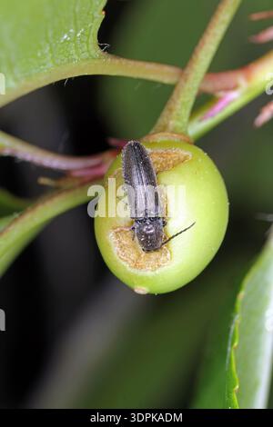 Un insecte de la famille des coléoptères des clics, les Elateridae, endommage les cerises non mûres sur un arbre fruitier dans un verger. Banque D'Images