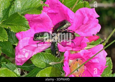 Cetonia aurata, appelé le chafer de rose ou le chafer de rose verte se nourrissant de fleurs de rose. Banque D'Images