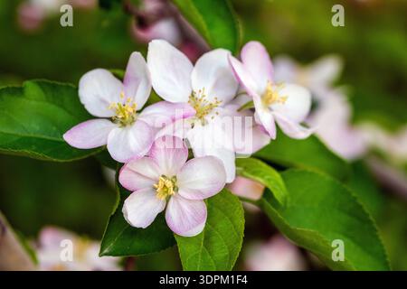 Gros plan sur Apple Blossom Flowers Banque D'Images
