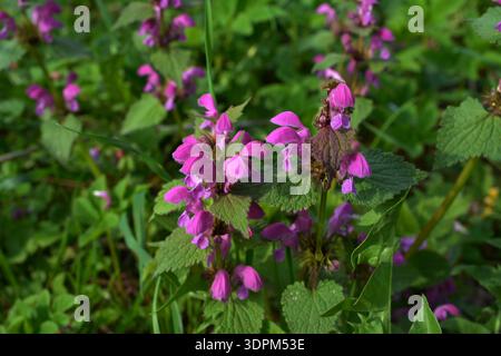 Il fleurit dans la nature sourde ortie violet (Lamium purpureum).Lamium purpureum fleurs de fleur rose sauvage pourpre-ortie morte en fleur, groupe de floraison Banque D'Images