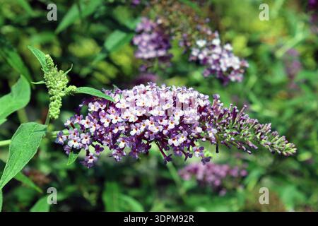 Fleur de Buddleja davidii violette épanouie dans un jardin ensoleillé en été Banque D'Images