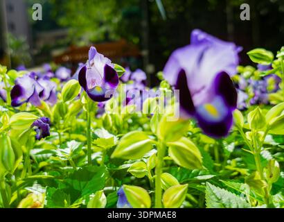 des fleurs violettes et bleues vibrantes avec des centres jaunes prospèrent dans une végétation luxuriante Banque D'Images