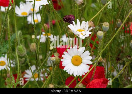 Prairie de fleurs sauvages avec Marguerite à oeil de bœuf et pavot commun, Nottinghamshire, juin Banque D'Images