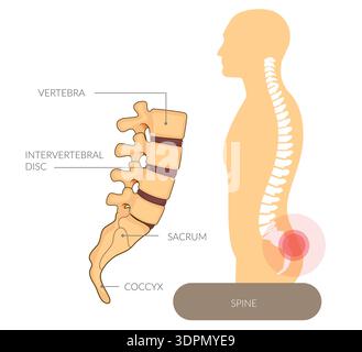 Bonne posture - anatomie saine de la colonne vertébrale - illustration stock en tant que fichier EPS 10 Illustration de Vecteur