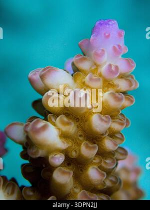 Acropora nasuta sur un récif corallien - macro Banque D'Images