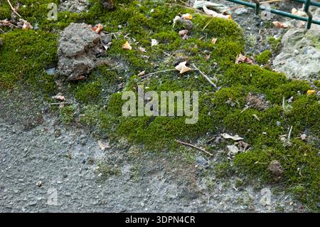 Vieil asphalte envahi de mousse verte luxuriante. Surface urbaine lentement récupérée par la nature, contraste texturé entre pavement rugueux et végétation molle. Banque D'Images