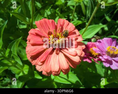Abeille à miel occidentale (Apis mellifera) recueillant le pollen sur une fleur de Zinnia rose corail vibrante dans un jardin d'été baigné de soleil. Banque D'Images