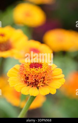 Zinnia elegans Scabiosaeflora, fleurs dans une gamme de couleurs incluant rouge, rose, jaune et orange, anneau extérieur de pétales central dôme de flotteur Banque D'Images