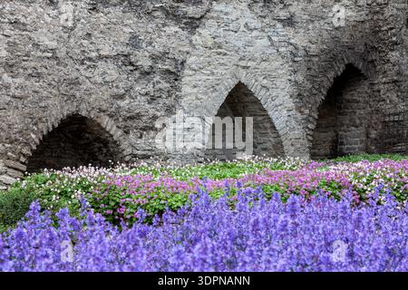 salvia violette vibrante et fleurs blanc-rose dans un lit luxuriant au premier plan des anciennes arches médiévales en pierre des remparts de la vieille ville de Tallinn, en Estonie Banque D'Images