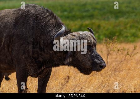 Cratère du Ngorongoro, Tanzanie - 23 septembre 2025 : un buffle du Cap seul se tient dans l'herbe sèche, une vue commune dans l'écosystème du cratère. Banque D'Images