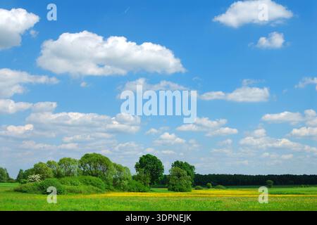 Prairie, arbres et ciel bleu Banque D'Images