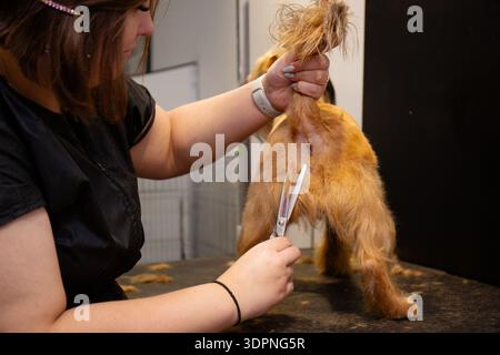 Le toiletteur professionnel femme coupe la fourrure du chien avec des ciseaux sur la table de toilettage pendant la procédure de routine de soin des animaux dans le salon de toilettage moderne. Banque D'Images