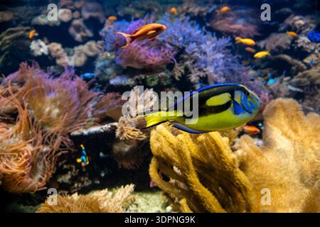 Poissons tang bleu et jaune vibrants nageant dans l'aquarium de récif corallien tropical Banque D'Images