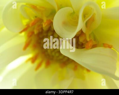 Détail macro fleur jaune – texture botanique abstraite représentant la timidité Banque D'Images