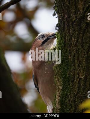 jay eurasien s'accrochant au tronc d'arbre moussue dans la forêt d'automne Banque D'Images