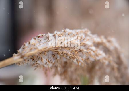 Tête de graines de roseau commun (Phragmites australis) saupoudrée de neige fraîche d'hiver Banque D'Images