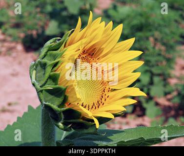 Vue de côté d'une tête de tournesol (Helianthus annuus) qui commence à fleurir, révélant des pétales jaunes dorés et des sépales verts dans un champ ensoleillé. Banque D'Images
