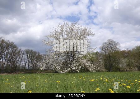 Arbre en fleurs sur la prairie de pissenlit Banque D'Images