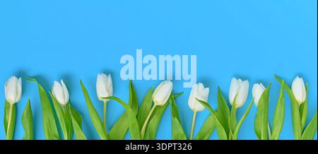 Bannière avec des fleurs de printemps de tulipe blanche dans une rangée sur fond bleu avec espace de copie Banque D'Images