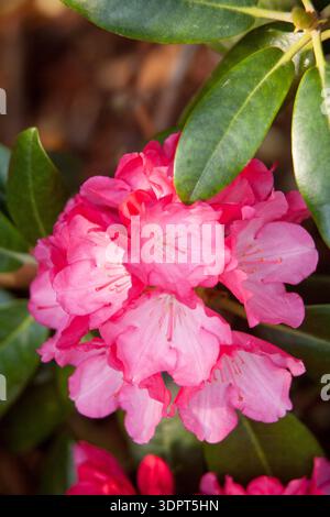 Rhododendron yakushimanum « Fantastica » (Yakushima rhododendron) - grappe de fleurs de rhododendron rose vif Banque D'Images