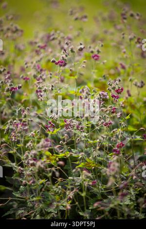 Geranium phaeum « Samobor » (Dusky Cranesbill) - fleurs et bourgeons rouge violet sur fond vert naturel Banque D'Images