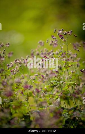 Geranium phaeum « Samobor » (Dusky Cranesbill) - fleurs et bourgeons rouge violet sur fond vert naturel Banque D'Images