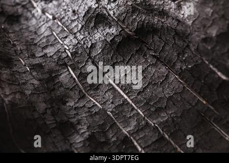 Surface sombre avec motifs de bois brûlé provenant du feu pendant la lumière du jour dans un cadre naturel Banque D'Images