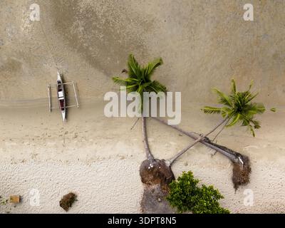 Une véritable vue de haut en bas montre des palmiers penchés enracinés dans une plage de sable au bord des eaux côtières peu profondes. Banque D'Images