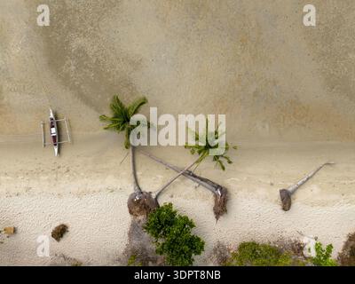 Une véritable vue de haut en bas montre des palmiers penchés enracinés dans une plage de sable au bord des eaux côtières peu profondes. Banque D'Images